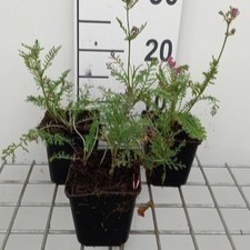 Achillea hybr. 'Velour'  Pot 9 