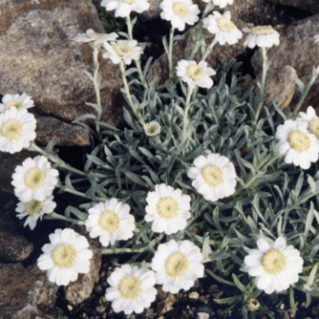 Achillea ageratifolia  Pot 9 