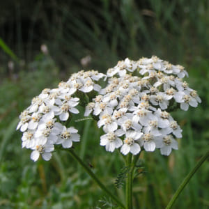 Achillea millefolium  Pot 9 