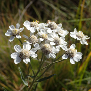 Achillea ptarmica  Pot 9 Aquatique 