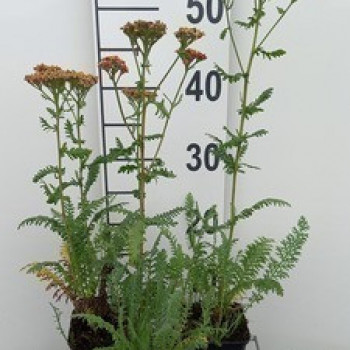 Achillea 'Safran'  Pot 9 