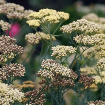 Achillea 'Terracotta'  Pot 9 