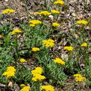 Achillea tomentosa  Pot 9 