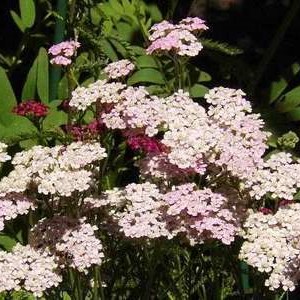 Achillea mil. 'Cerise Queen'  Pot 9 