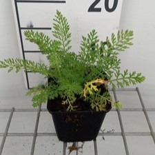 Achillea mil. 'Cassis'  Pot 9 