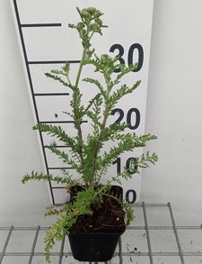 Achillea mil. 'Excel'  Pot 9 