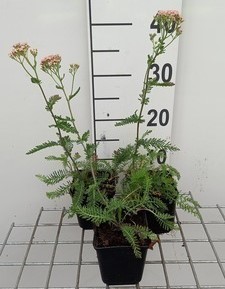 Achillea mil. 'Lachsschönheit' (= 'salmon beauty')  Pot 9 