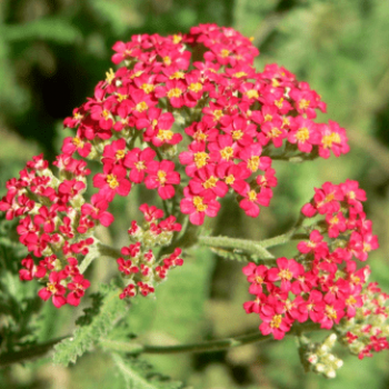 Achillea mil. 'Paprika'  Pot 9 