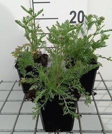 Achillea mil. 'Pomegranate'  Pot 9 