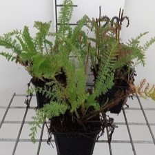 Achillea mil. 'Schneetaler'  Pot 9 