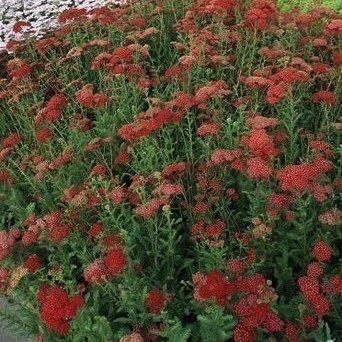 Achillea mil. 'Summerwine'  Pot 9 