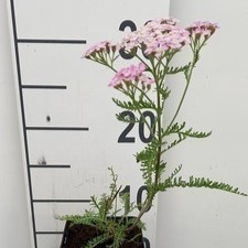 Achillea mil. 'Wonderful Wampee'  Pot 9 