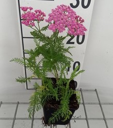 Achillea mil. 'Pink Grapefruit'  Pot 9 