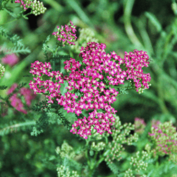 Achillea mil. 'Red Beauty'  Pot 9 