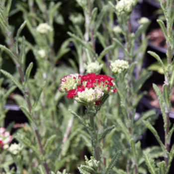 Achillea mil. 'Red Velvet'  Pot 9 