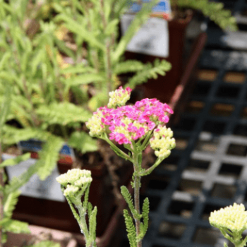 Achillea mil. 'Saucy Seduction'®  Pot 9 