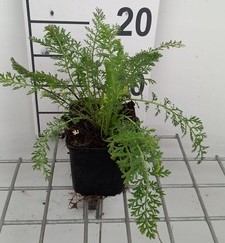 Achillea mil. 'Summer Pastels'  Pot 9 