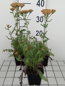 Achillea mil. 'Walter Funcke'  Pot 9 