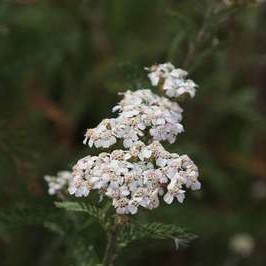 Achillea mil. 'White Beauty'  Pot 9 