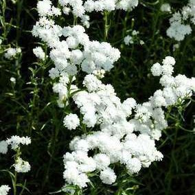 Achillea ptarm. 'The Pearl'  Pot 9 