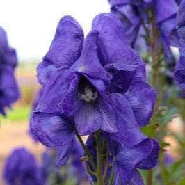 Aconitum carmichaelii 'Arendsii'  Pot 9 