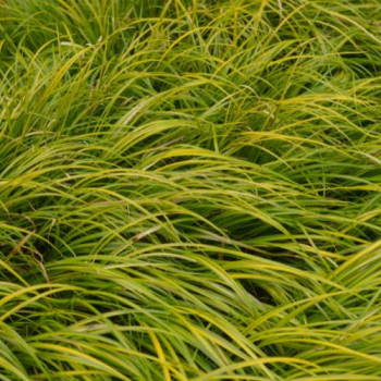 Acorus gram. 'Oborozuki'