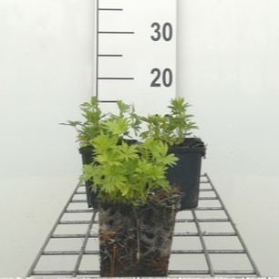 Aconitum nap. 'Schneewittchen'  Pot 9 