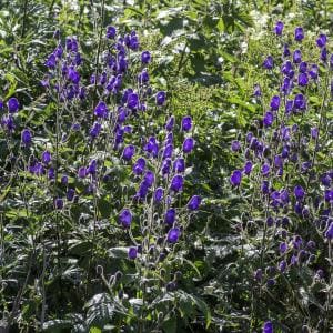 Aconitum napellus  Pot 9 