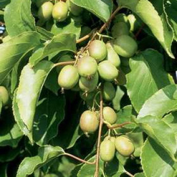 Actinidia arguta 'Geneva' (vrl) 0.50 à 0.60 m Cont. 