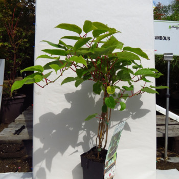 Actinidia arguta 'Ken's Red' (vrl) 0.50 à 0.60 m Cont. 