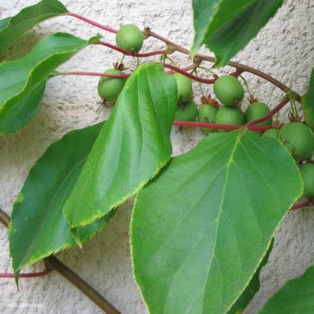 Actinidia arguta 'Weiki' (mnl) 0.50 à 0.60 m Cont. 