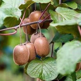 Actinidia deliciosa 'Atlas' 0.50 à 0.60 m Cont. 