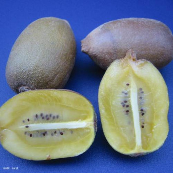 Actinidia deliciosa 'Golden Kiwi'® 0.50 à 0.60 m Cont. 