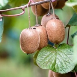 Actinidia deliciosa 'Jenny' 0.50 à 0.60 m Cont. 