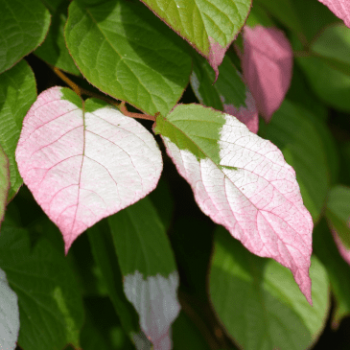 Actinidia kolomikta 0.50 à 0.60 m Cont. 