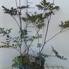 Actaea rac. 'Queen of Sheba'  Pot 9 