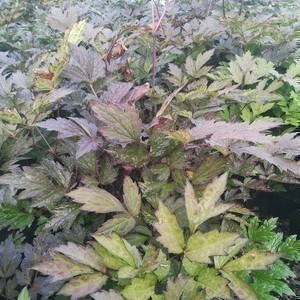 Actaea simpl. 'Black Negligee'  Pot 9 