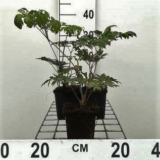 Actaea simpl. 'Atropurpurea'  Pot 9 