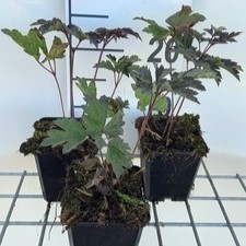 Actaea simpl. 'Brunette'  Pot 9 