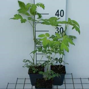 Actaea simpl. 'White Pearl' (='armleuchter')  Pot 9 