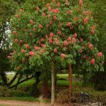 Aesculus x carnea 'Briotii' Tige 14/16 Motte grillagée 