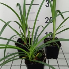 Agapanthus hybr. 'Arctic Star'  Pot 9 