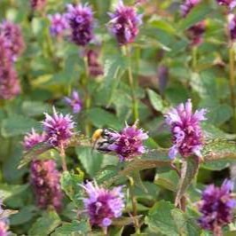 Agastache hybr. 'Beelicious Purple'®  Pot 9 