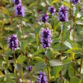 Agastache hybr. 'Black Adder'  Pot 9 