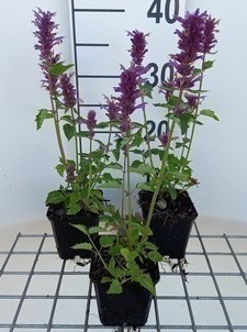 Agastache hybr. 'Blue Boa'  Pot 9 