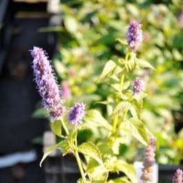 Agastache hybr. 'Blue Fortune'  CT 2 litres 