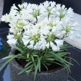 Agapanthus hybr. 'Double Diamond'®  Pot 9 