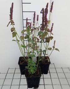 Agastache hybr. 'Little Adder'  Pot 9 