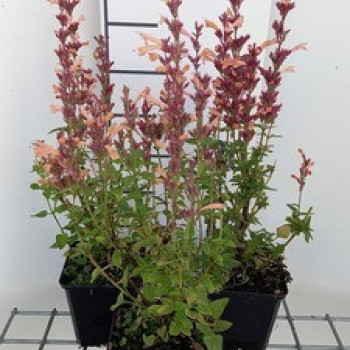 Agastache hybr. 'Mango Tango'  Pot 9 