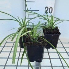 Agapanthus hybr. 'Navy Blue'  Pot 9 